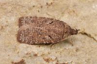 Agonopterix rutana