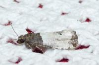 Notocelia roborana