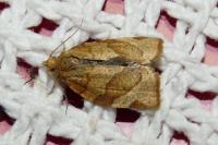 Pandemis cerasana
