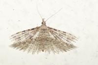 Alucita hexadactyla/huebneri