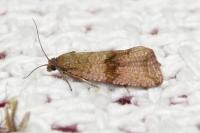 Celypha striana