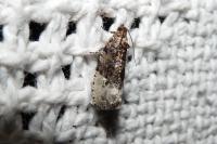 Hedya nubiferana