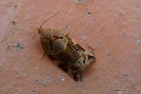 Archips xylosteana