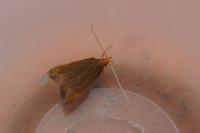 Eurodachtha pallicornella