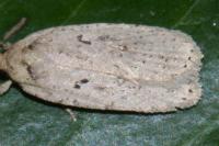 Agonopterix