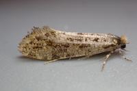 Triaxomera parasitella
