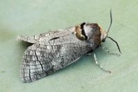 Cossus cossus