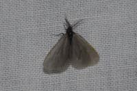 Rebelia plumella surientella