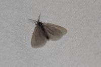 Rebelia plumella surientella