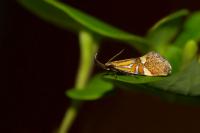 Alabonia staintoniella