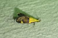 Oecophora bractella