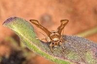 Microsphecia tineiformis