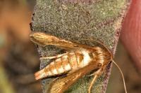 Microsphecia tineiformis
