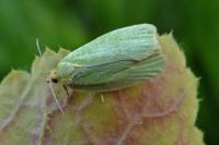 Tortrix viridana