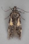 Teleiodes flavimaculella