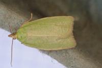Tortrix viridana