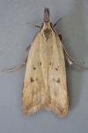 Dichomeris limosella