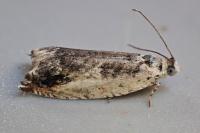 Ancylis laetana