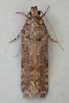 Teleiopsis diffinis