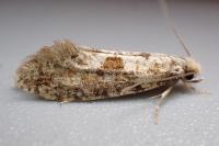 Nemaxera betulinella