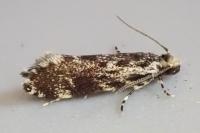 Dryadaula heindeli