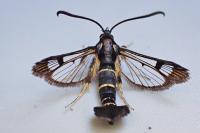 Synanthedon tipuliformis