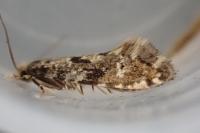 Nemapogon ruricolellus