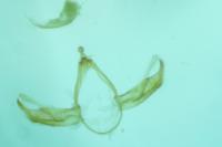 Blastobasis maroccanella