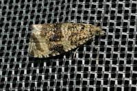 Celypha lacunana