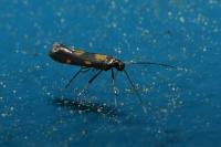 Euspilapteryx auroguttella