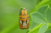 Olethreutes arcuella