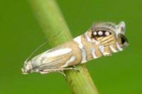 Glyphipterix thrasonella