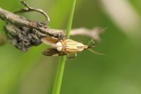 Alabonia geoffrella