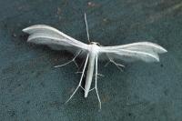 Pterophorus pentadactylus