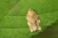 Choristoneura hebenstreitella