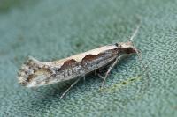 Plutella xylostella