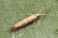 Plutella xylostella