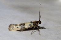 Enolmis acanthella