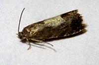 Pammene regiana