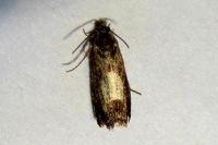 Pammene regiana