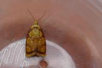 Acleris bergmanniana