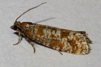 Rhyacionia pinivorana