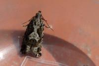 Zeiraphera isertana