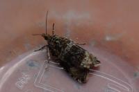 Celypha lacunana
