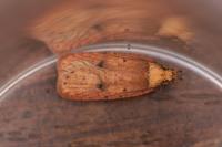 Agonopterix angelicella