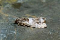 Notocelia trimaculana