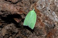 Tortrix viridana