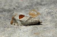 Notocelia uddmanniana
