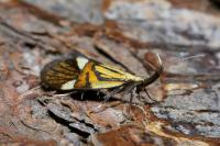 Alabonia geoffrella