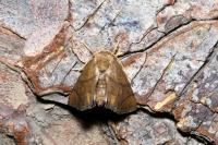 Apoda limacodes
